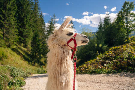 White lama portrait outdoor. Zoo animals. Animals protection and farm life concept. High quality photoの写真素材