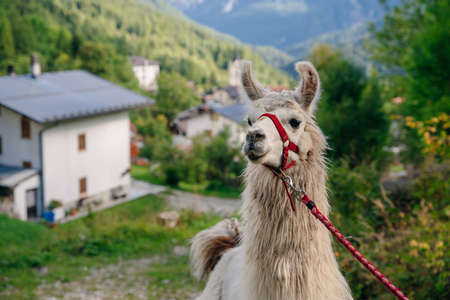 White lama portrait outdoor. Zoo animals. Animals protection and farm life concept. High quality photoの写真素材