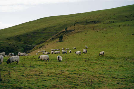 Sheep in the mountains of the Pyrenees France. High quality photoの写真素材