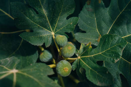 Figs on the branch of a fig tree. High quality photoの写真素材