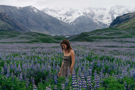 Typical Iceland landscape with lupine flowers field. Summer time. High quality photoの写真素材