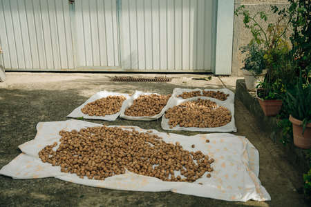 fresh and delicious walnuts laid on the ground to dry. High quality photo