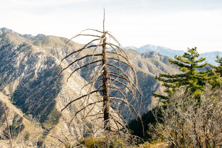 dry big spruce. high quality photoの写真素材