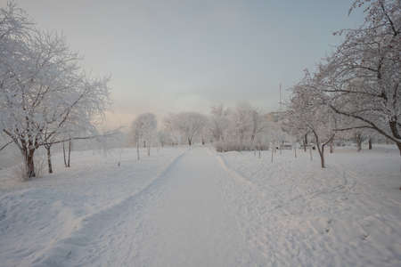 winter park trees covered with frost. high quality photoの写真素材