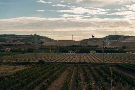 Vineyard on the road to Santiago de Navarra, Spain. high quality photoの写真素材