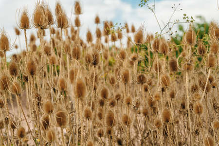 Autumn wildflower, Wild teasel (Dipsacus Fullonum) with blurred natural background. High quality...