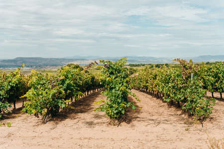 Vineyard on the road to Santiago de Navarra, Spain. high quality photo
