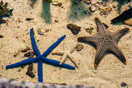 underwater photo of sea fish at Phuket Aquarium, Thailand.の写真素材