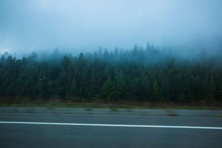 foggy road through the coniferous forest. High quality photo