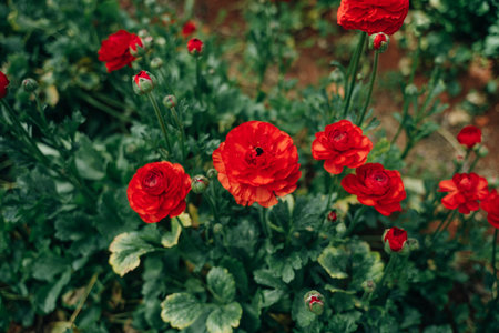 Rose Damascena fields in Turkish greenhouse. high quality photoの写真素材