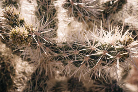 Cactus flower in bloom in Joshua Tree National Park, southern California. high quality photo