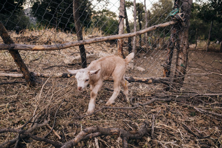 cute little lambs on the fence. high quality photoの写真素材