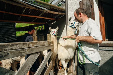llamas in alpine village, dolomites, italy. high quality photoのeditorial素材