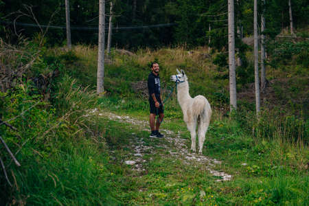 llamas in alpine village, dolomites, italy. high quality photoのeditorial素材