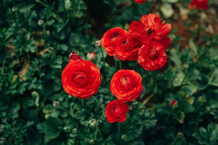 red Rose Damascena fields in Turkish greenhouseの写真素材