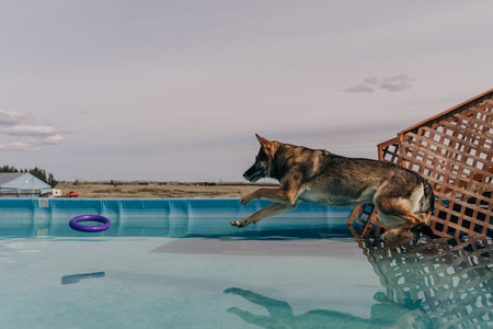 dog in mid air ready to catch a toy while dock diving into a pool. high quality photoの写真素材