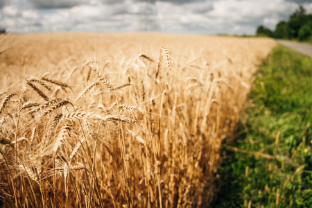 wheatfield. Ears of golden wheat close up. Beautiful Rural Scenery under Shining Sunlight and blue...