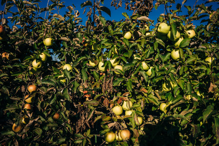 Green apples in an apple plantation in Massachusetts, USA. high quality photo