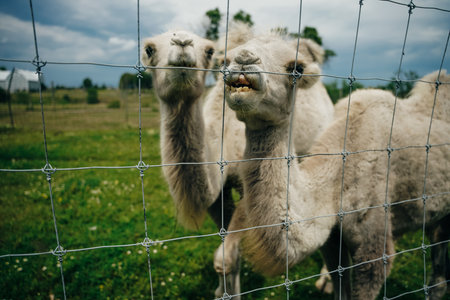 white camels behind the fence in the zoo. high quality photoの写真素材