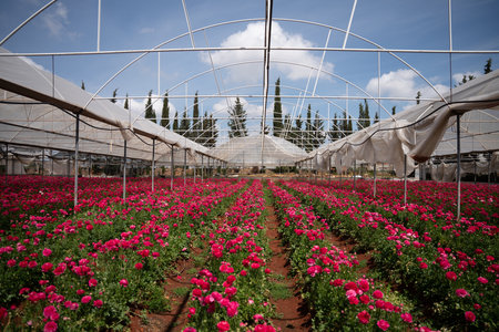 large open greenhouse with red roses. high quality photoの写真素材