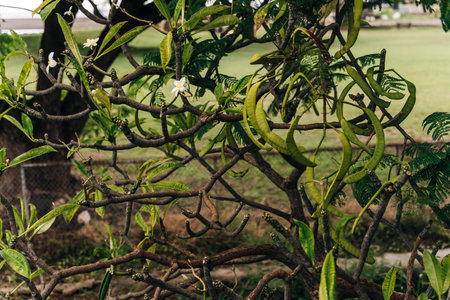 The White Popinac vegetable or (Leucaena leucocephala - in Latin) photogrpahed at close range on the...