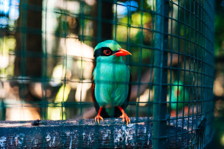 common green magpie bird. phuket, thailand. high quality photoの写真素材