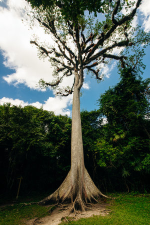 Moreton Bay fig (Ficus macrophylla). high quality photoの写真素材