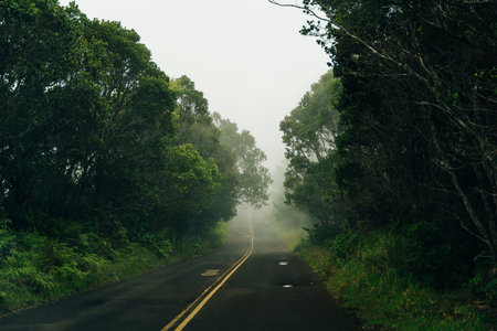 Winding fog road of the Waimea Canyon Drive on Kauai island, Hawaii