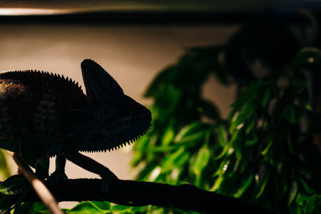 SILHOUETTE OF A CHAMELEON IN THE FOLIAGE. high quality photoの写真素材