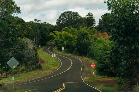 beautiful road through the nature of kauai, hawaii. high quality photoの写真素材