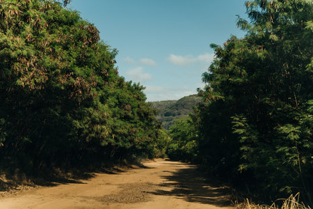 beautiful road through the nature of kauai, hawaii. high quality photoの写真素材