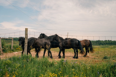 black horses in paddock on green field. high quality photoの写真素材