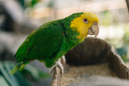 Yellow-green parrot next to the feeder. High quality photo