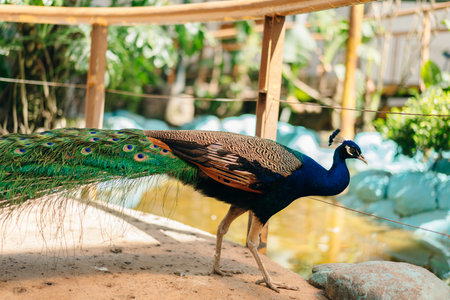peacook with extended tail in captivity in Mexico City. High quality photoの写真素材