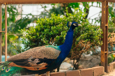 peacook with extended tail in captivity in Mexico City. High quality photoの写真素材