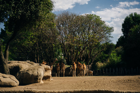 Beautiful giraffe and zebra in the zoo of the capital of Mexico. high quality photoの写真素材