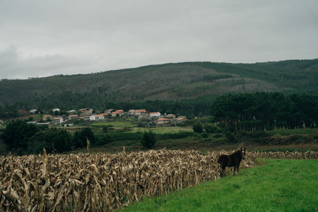 dry corn field in northern spain. high quality photoの写真素材