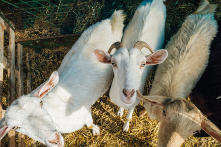 Goat poking its snout through metal fencing. high quality photo