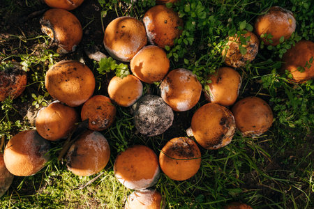 frozen oranges in the grass in turkey. high quality photoの写真素材