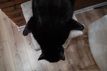 the cat lies on a chair. view from above. high quality photoの写真素材