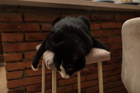 the cat lies on a chair. view from above. high quality photoの写真素材