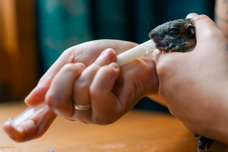 a baby squirrel drinking milk from a syringe. high quality photoの写真素材