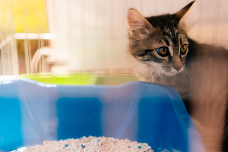 A kitten with sad eyes in a pet market sale cage. high quality photoの写真素材