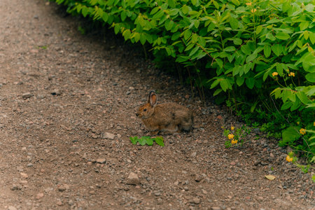 Wild rabbit sits in the middle of the dirt trail. high quality photoの写真素材