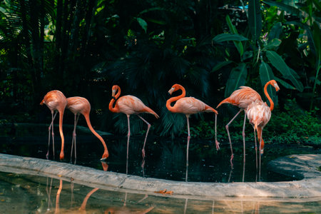 Group of pink flamingos in the jungle. high quality photoの写真素材