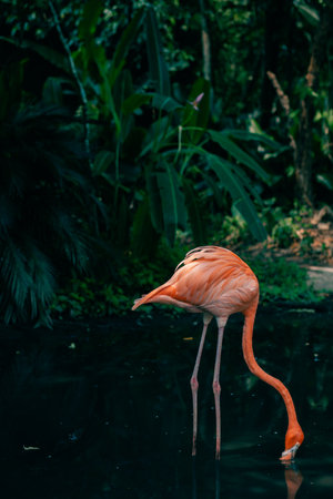 one flamingo in the jungle. high quality photoの写真素材