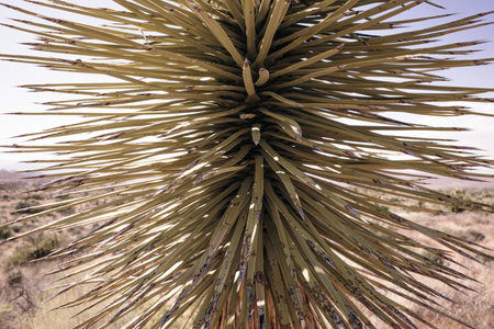 Joshua Tree National Park in California. high quality photo
