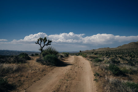 Joshua Tree National Park in California. high quality photoの写真素材