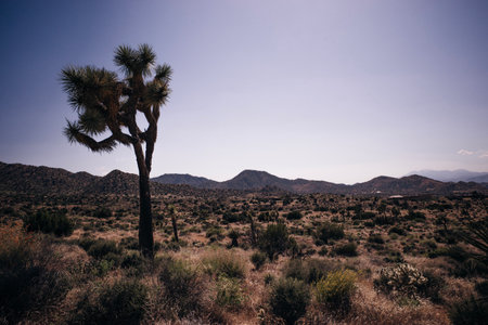 Joshua Tree National Park in California. high quality photoの写真素材