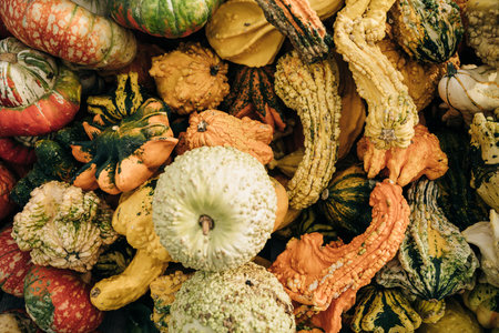 Decorative yellow pumpkins on display at the farmers market. high quality photoの写真素材